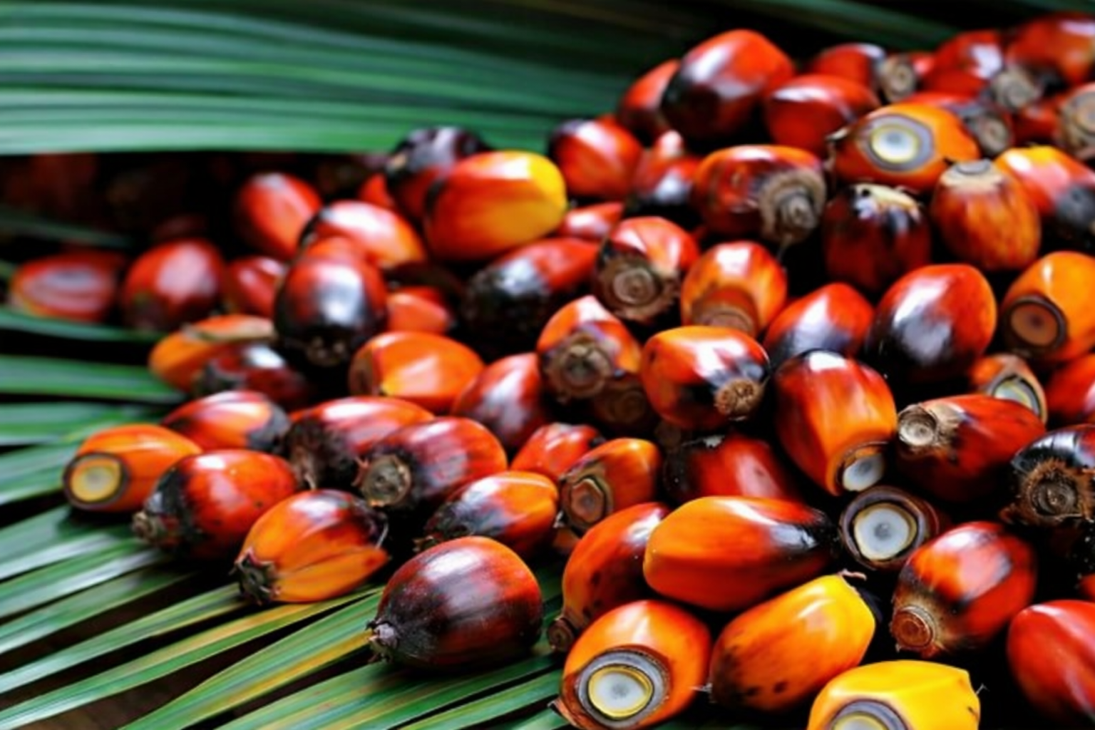 Premium Batana Oil Texture